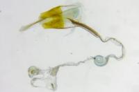 Coleophora asteris