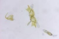 Epermenia ochreomaculella