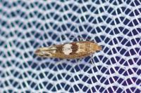 Acrolepiopsis assectella