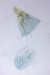 Acrolepiopsis assectella