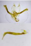 Agdistis tamaricis