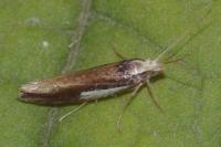 Ypsolopha parenthesella
