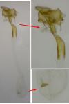 Depressaria daucella