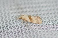 Cochylidia implicitana