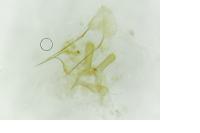 Paraswammerdamia albicapitella