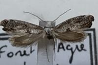 Paraswammerdamia albicapitella