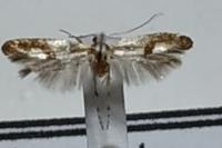 Argyresthia