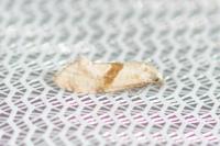 Cochylidia implicitana