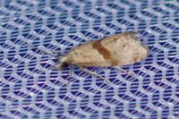 Cochylidia implicitana