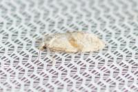Cochylidia implicitana