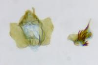 Cochylidia implicitana