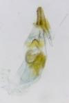 Cochylidia implicitana