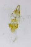 Cochylidia implicitana