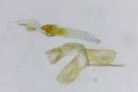 Monopis imella