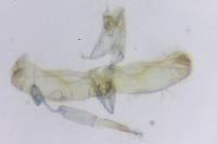 Elachista scirpi