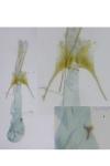 Scrobipalpa salinella