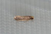 Monopis imella