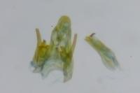 Scrobipalpa salinella