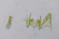 Scrobipalpa salinella