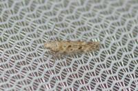 Scrobipalpa salinella