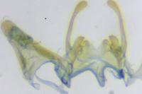 Scrobipalpa