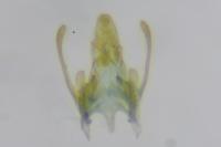 Scrobipalpa