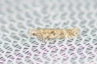 Scrobipalpa