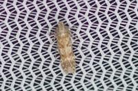 Scrobipalpa