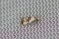 Neocochylis hybridella