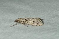 Diurnea fagella