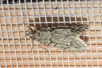 Diurnea fagella
