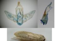 Agonopterix nervosa