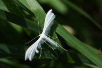 Pterophorus pentadactylus