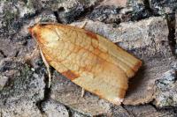 Lozotaenia cupidinana