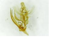Dichomeris alacella