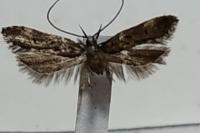Dichomeris alacella