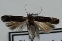Aproaerema patruella