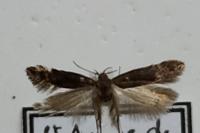 Aproaerema patruella