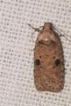 Agonopterix propinquella