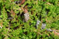 Olethreutes schulziana