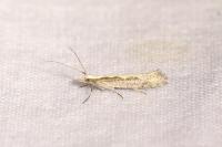 Plutella xylostella