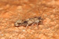Crocidosema plebejana