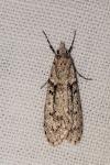 Diurnea fagella