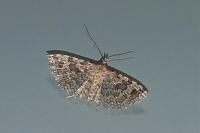 Alucita hexadactyla