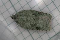 Acleris literana