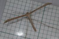 Emmelina monodactyla