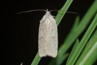 Agonopterix nervosa