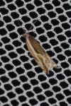 Ancylis apicella