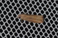 Bactra venosana