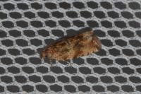 Celypha cespitana